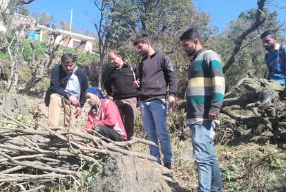 illicit felling of 93 green trees in solan himachal