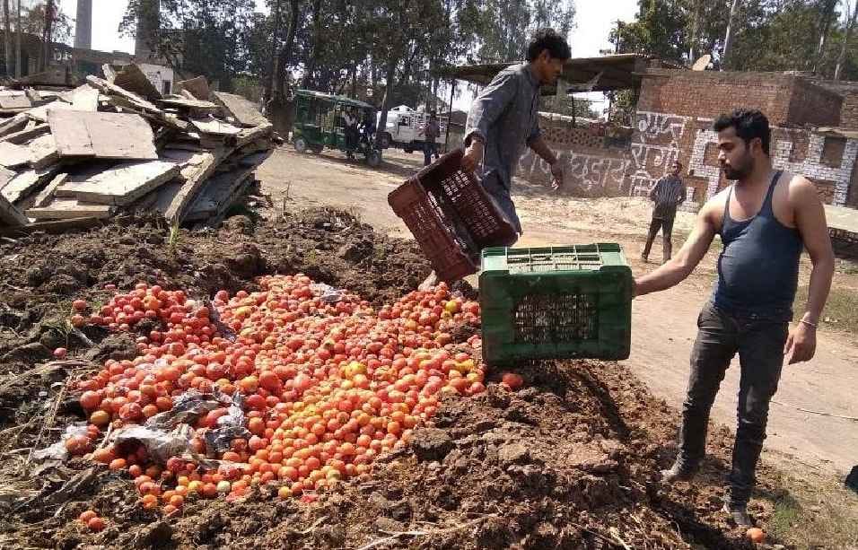 Destroy 200 kg of tomatoes