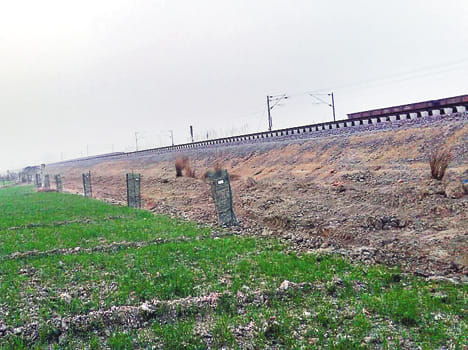 Twenty-two million plants buried in earth