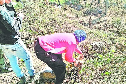 illicit felling of 93 green trees in solan himachal