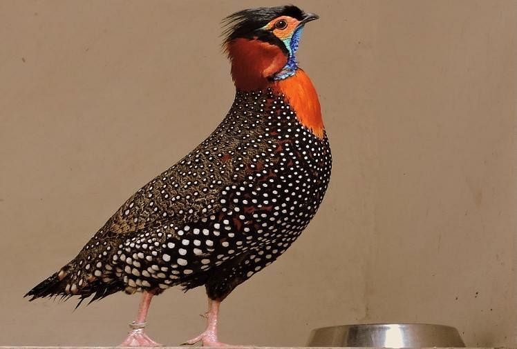 हिमाचल में बढ़ रहा इस पक्षी का कुनबा, 8 नए मेहमान आए - State Bird Of Himachal  Pradesh Tragopan Jujurana Increasing - Amar Ujala Hindi News Live
