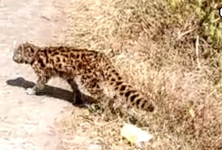 आखिर क्या है ये? गुलदार या जंगली बिल्ली? - Unknown Animal Found Out In  Jyolikot Uttarakhand- Amar Ujala Hindi News Live