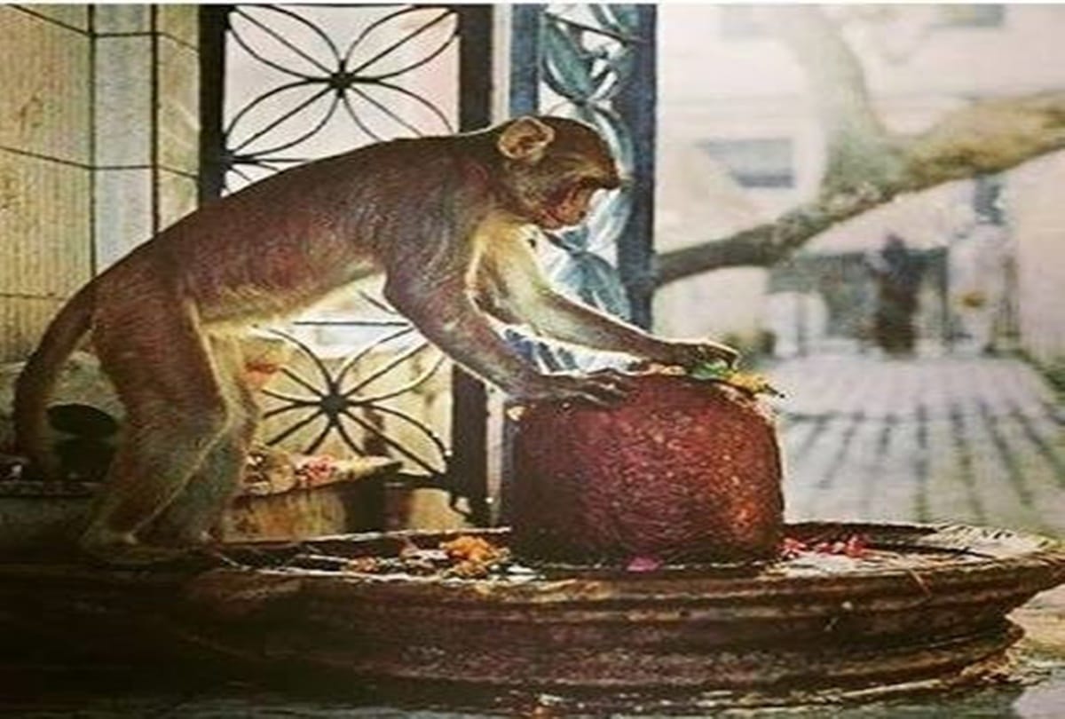 Monkey drinks alcohol in this tample 