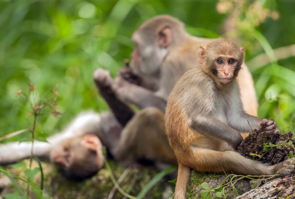Monkey drinks alcohol in this tample 