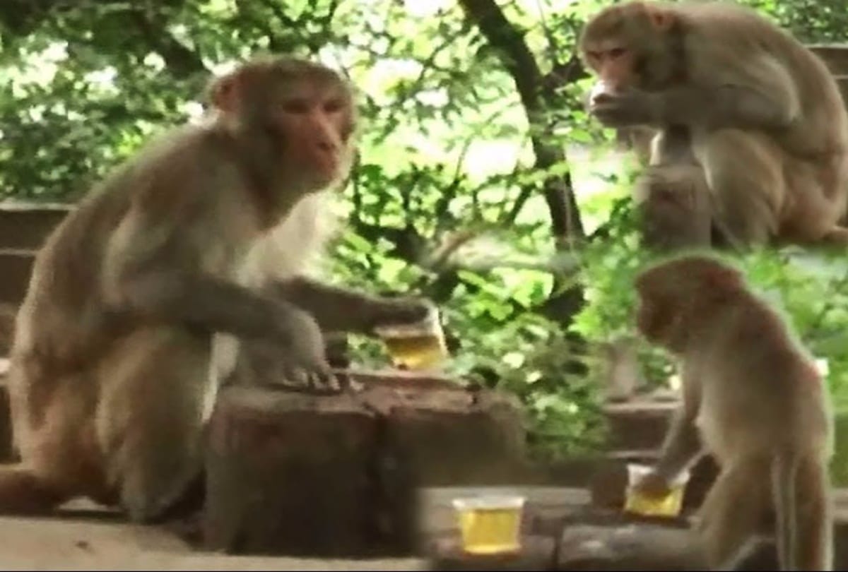 Monkey drinks alcohol in this tample 