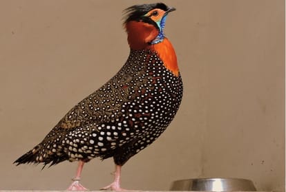 State bird of Himachal Pradesh Tragopan Jujurana increasing