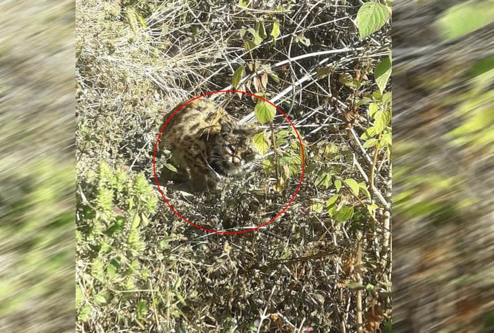 Rare creature found in nainital