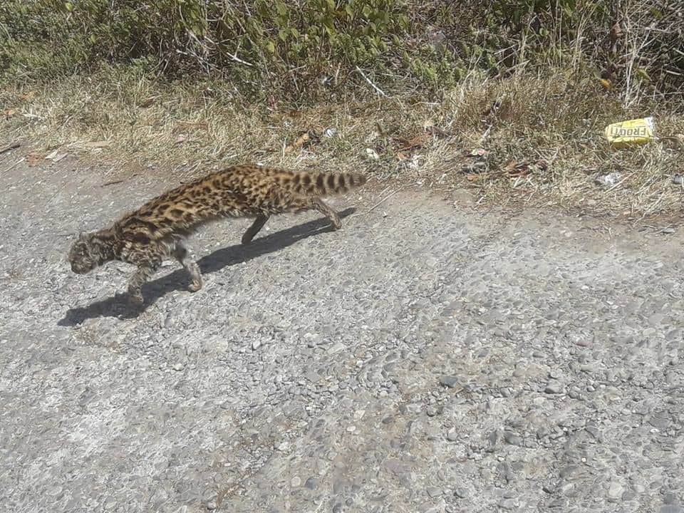 Rare creature found in nainital