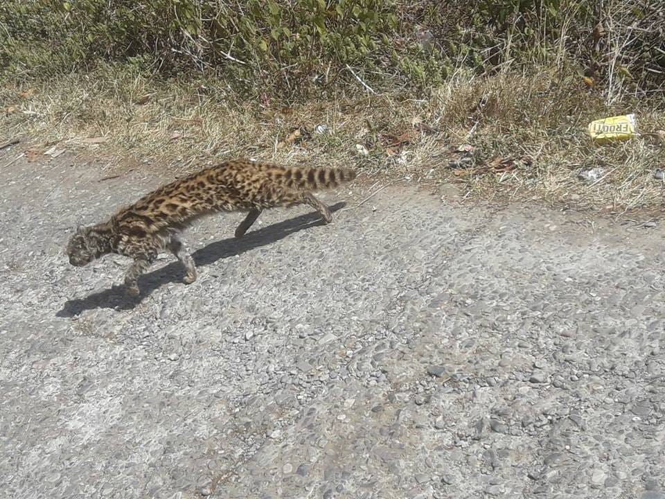 Rare creature found in nainital