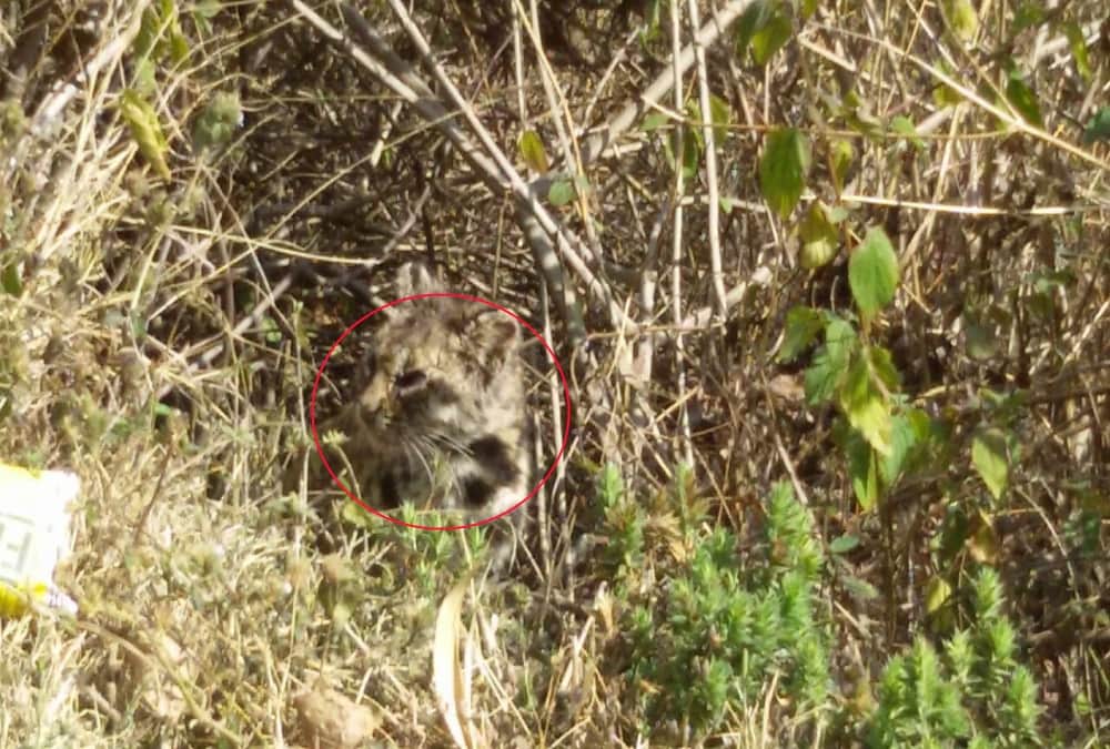 Rare creature found in nainital