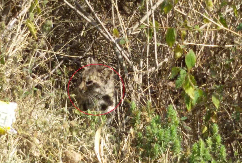 Rare creature found in nainital