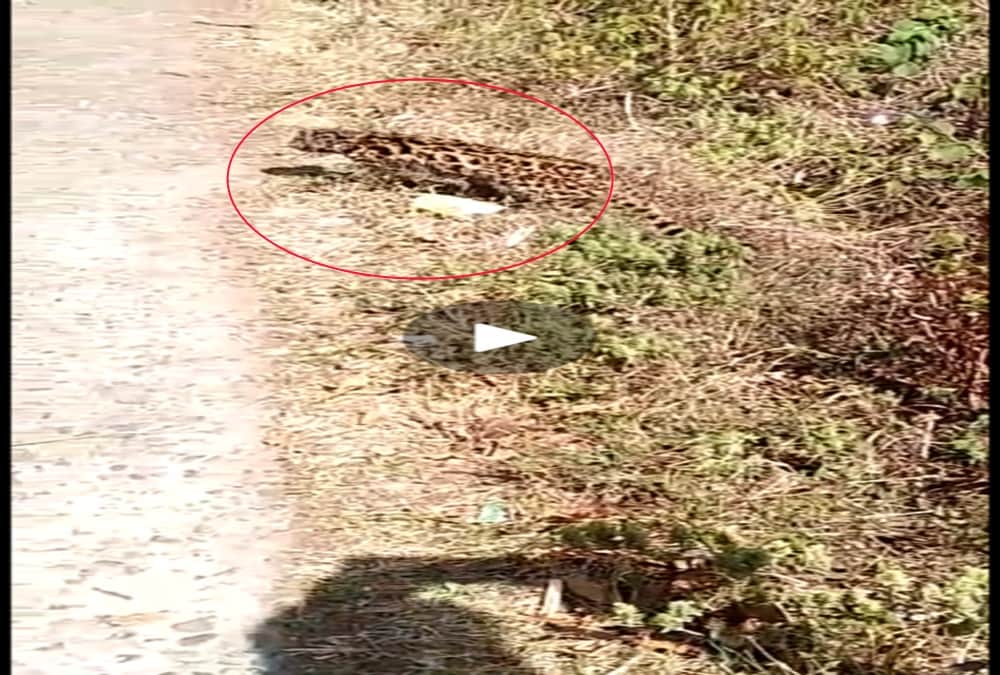 Rare creature found in nainital