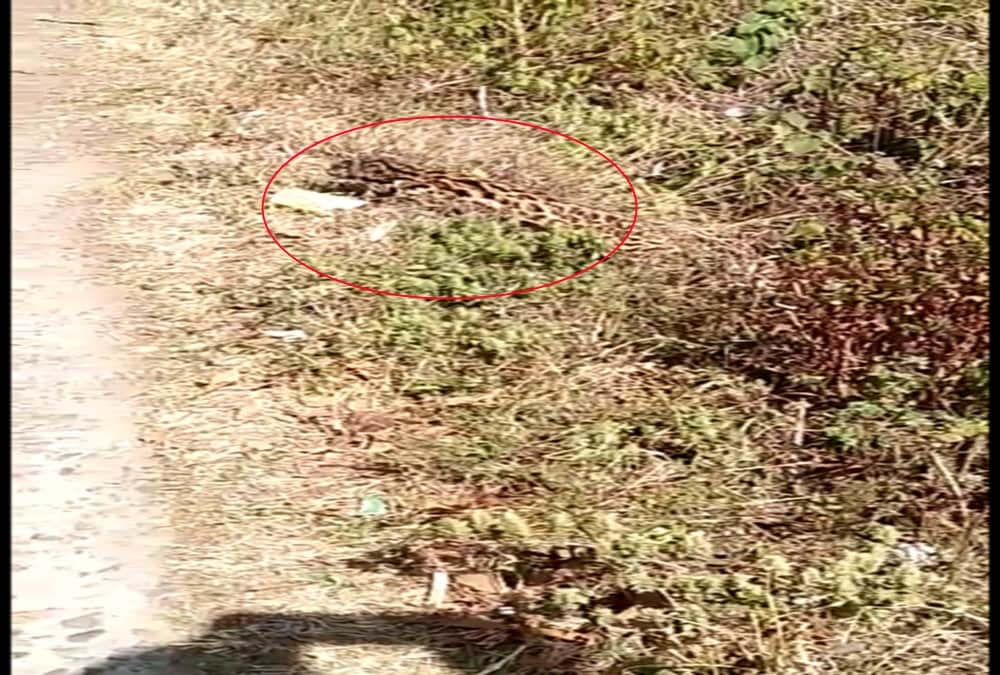Rare creature found in nainital