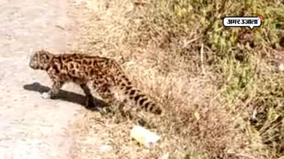 UNKNOWN ANIMAL FOUND OUT IN JYOLIKOT UTTARAKHAND