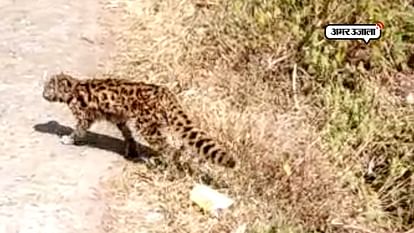 UNKNOWN ANIMAL FOUND OUT IN JYOLIKOT UTTARAKHAND
