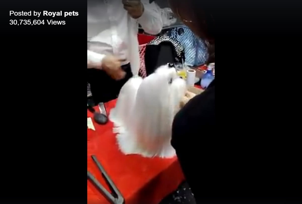 Do you know about beauty parlor for Doggie