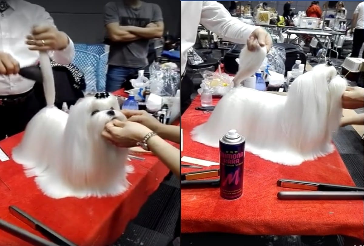 Do you know about beauty parlor for Doggie