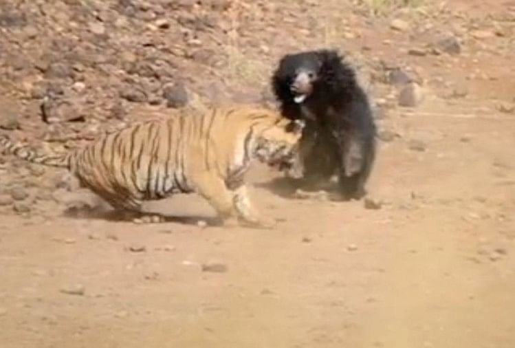 Video:15 मिनट तक लड़ते रहे शेर और भालू, देखिए कौन पड़ा भारी - Viral Video  Of Lion And Bear Fight- Amar Ujala Hindi News Live