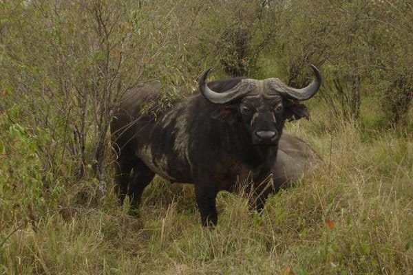farmer killed by Buffalo attack in ballia