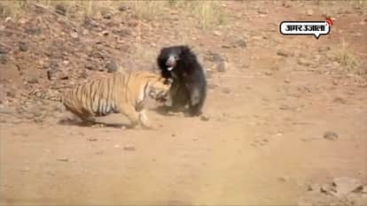 VIRAL VIDEO OF LION AND BEAR FIGHT