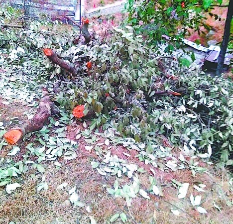 Resorts To Make Banana And Pine Trees