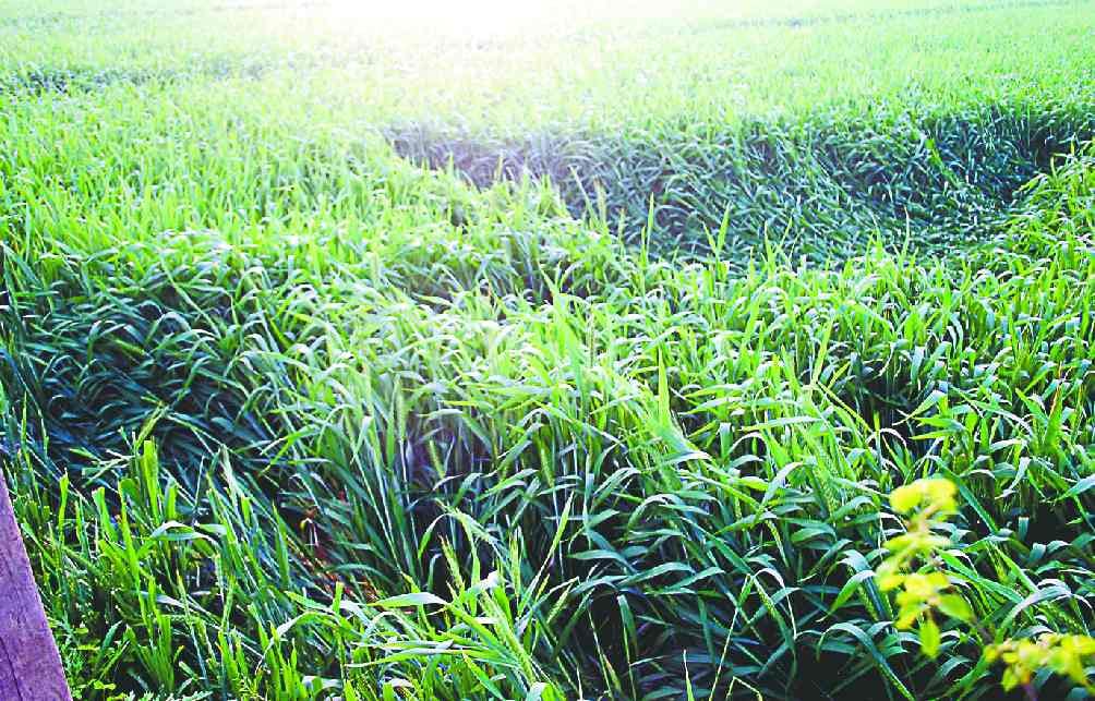 Loss of wheat crop from hail