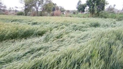 mathura loss of crops due to hail