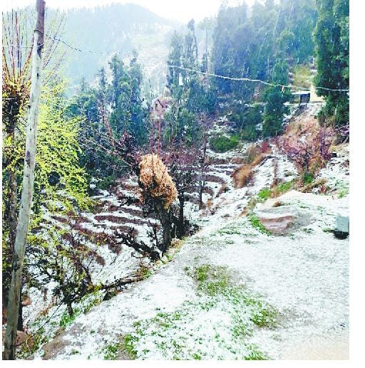 पहाड़ों में ओलावृष्टि,  नगदी फसलें तबाह