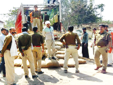 smuggler run through, 33 cow breed found