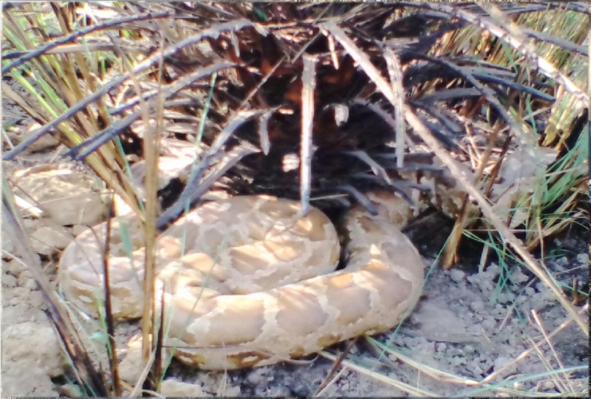 crowd gathered to see python 