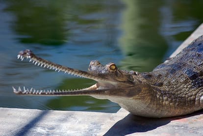 alligator found in kukrail lucknow