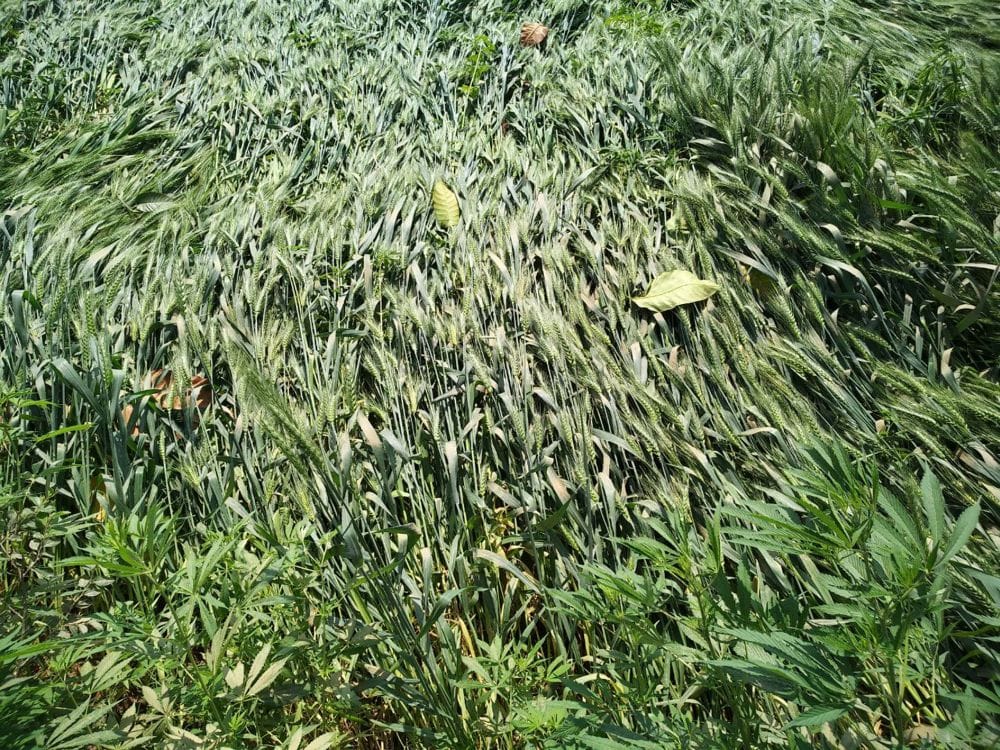 kasganj death of farmer causes of crop damage 