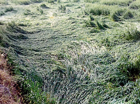 Wind, wheat crop rises with rain