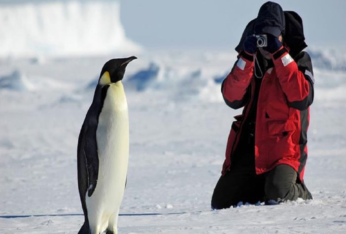 Supercolony of penguins searched in Antarctic 