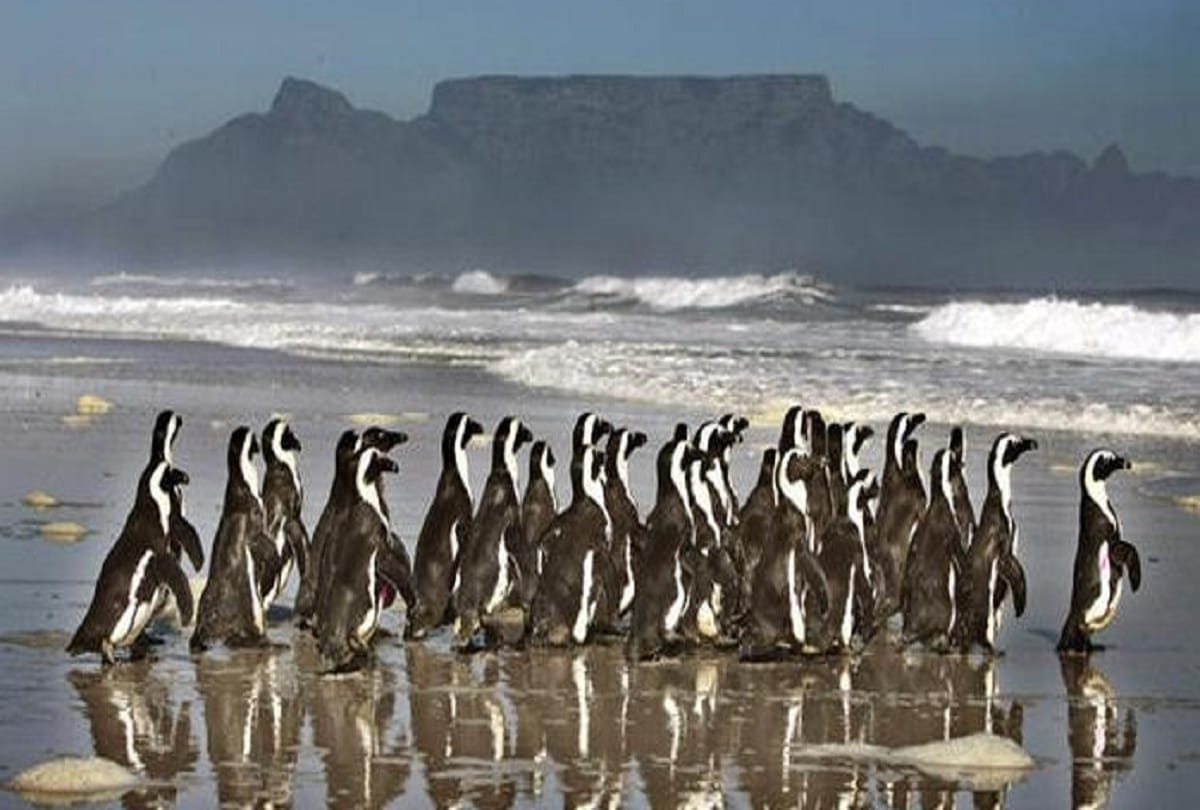 Supercolony of penguins searched in Antarctic 