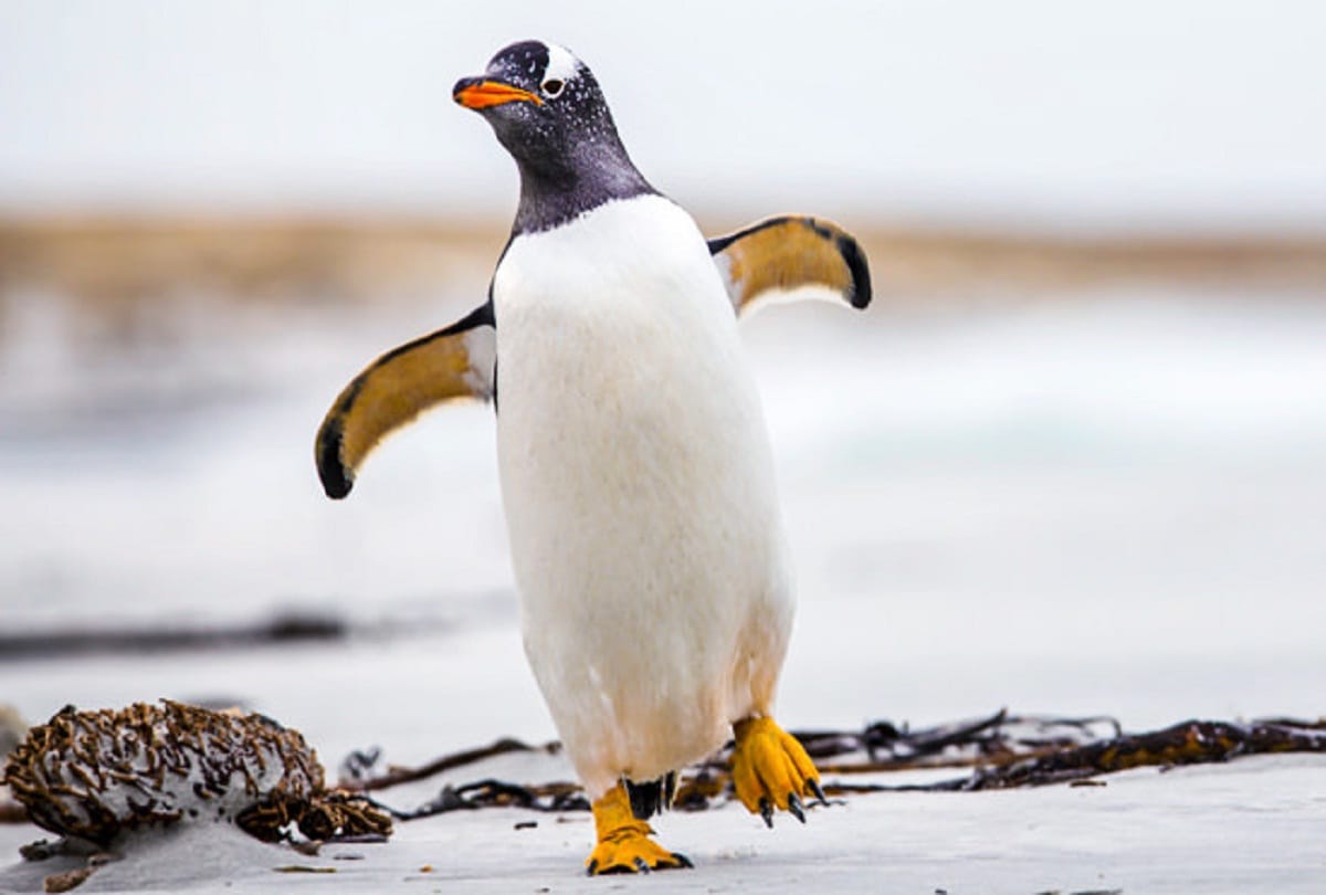 Supercolony of penguins searched in Antarctic 