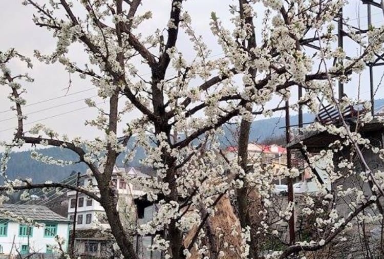 climate change and stone fruit plums flowering