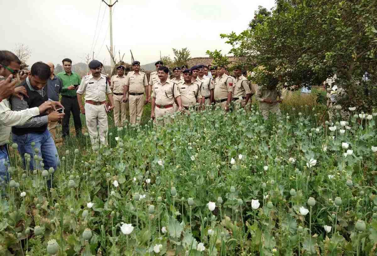 Illegal poppy plants seized in singrauli madhya pradesh