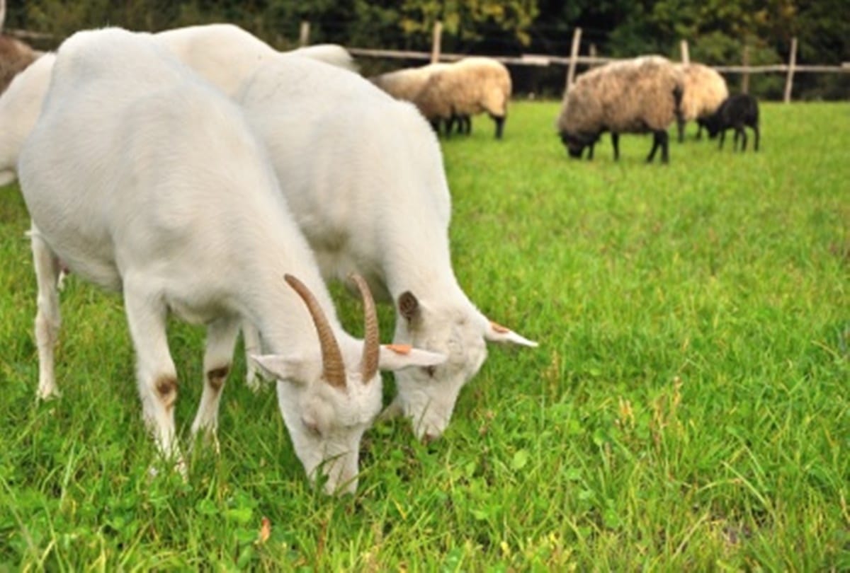 Bizarre story of Goat born with demonic face at San Luis province in central Argentina
