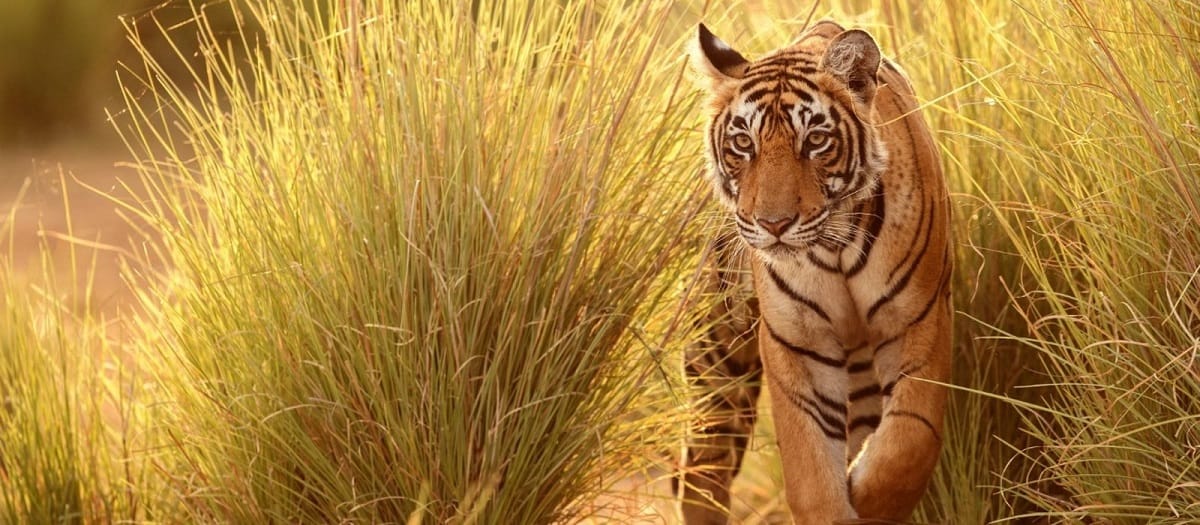 tiger kills women in pilibhit