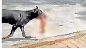 dog caught the new born baby in lok bandhu hospital