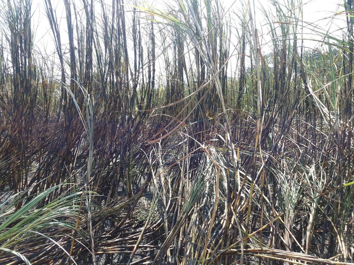 five year old abducted molested killed dead body thrown in sugarcane field in muradnagar ghaziabad