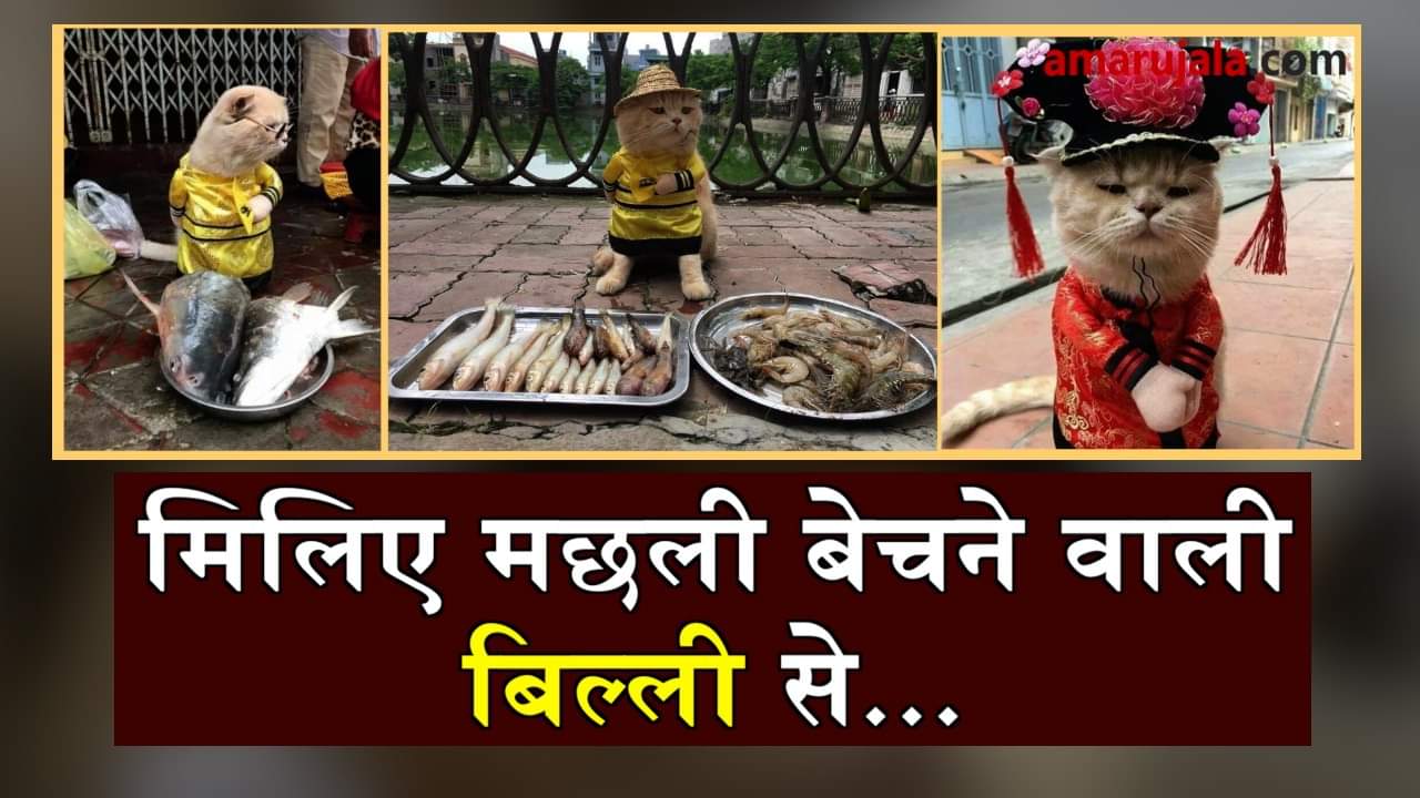 a cat selling fish on vietnam street