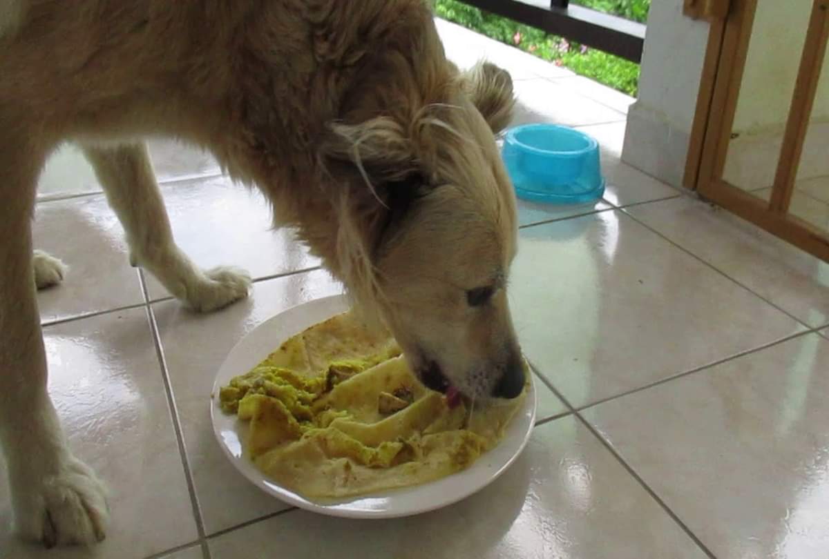 dog can lower the negative effect of rahu and ketu