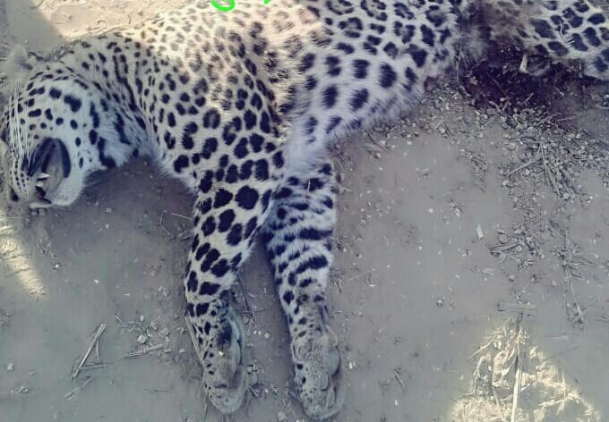 leopard found dead body on agra expressway 