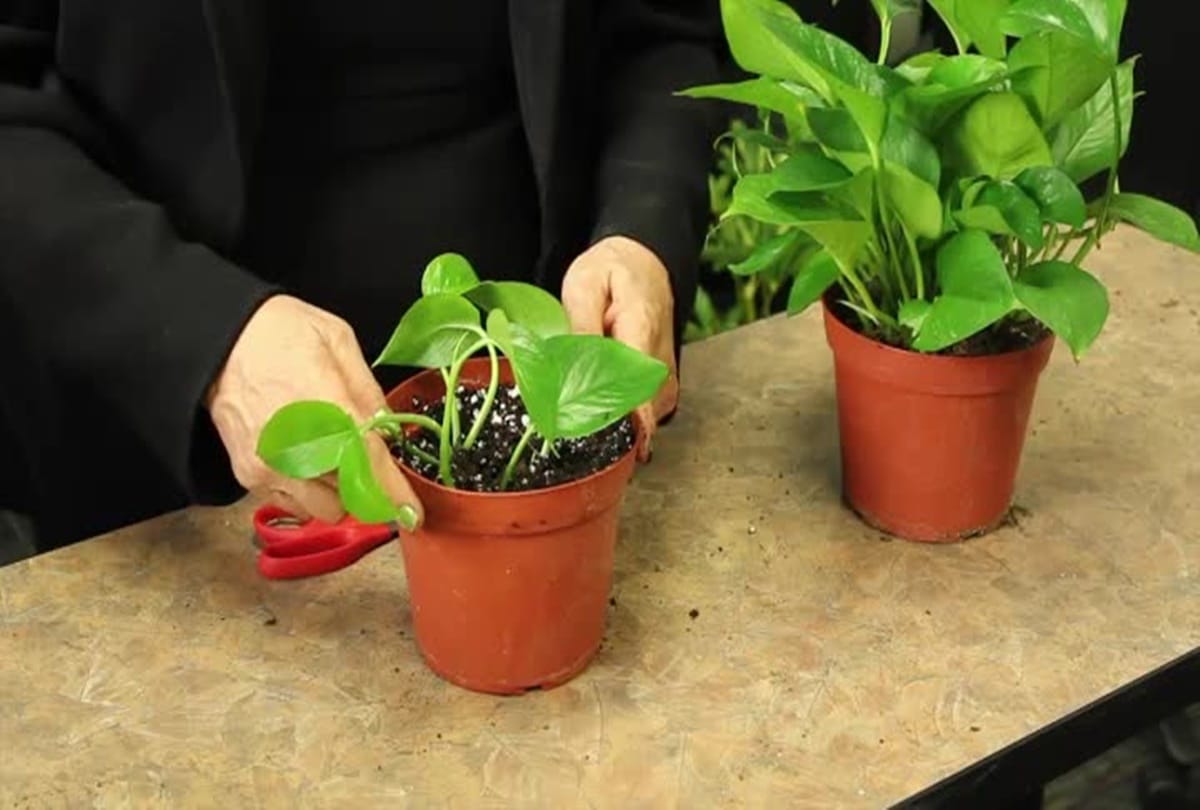 Vastu Tips Tor Money Know stealing money plant and planting is auspicious or inauspicious in Hindi