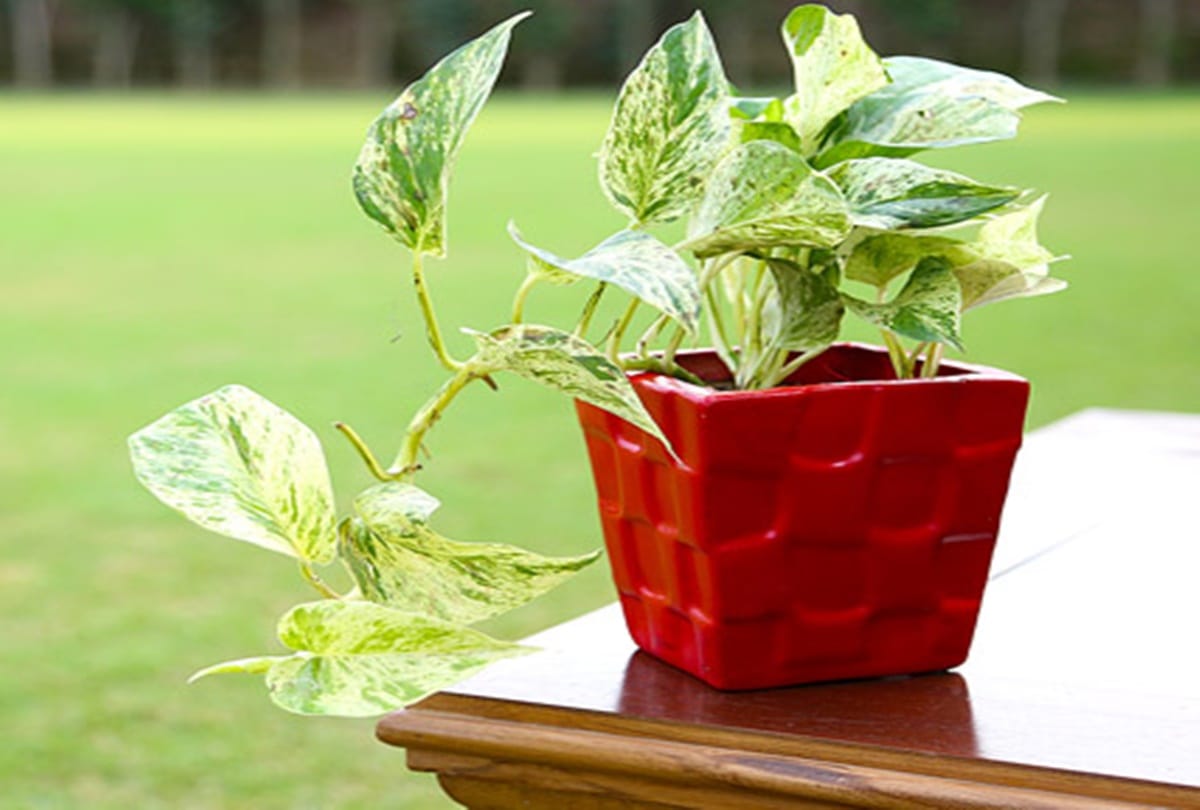 money plant vastu tips benefits