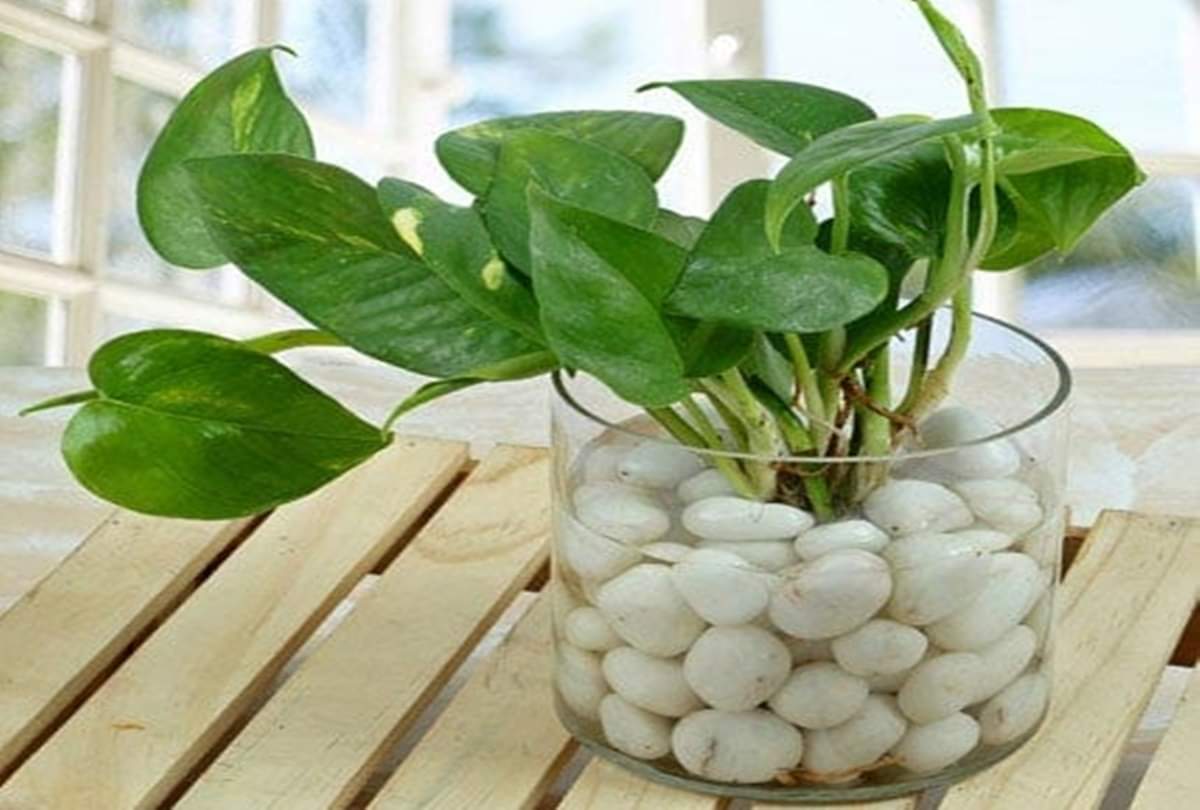 keep crassula plant in home for attract to money