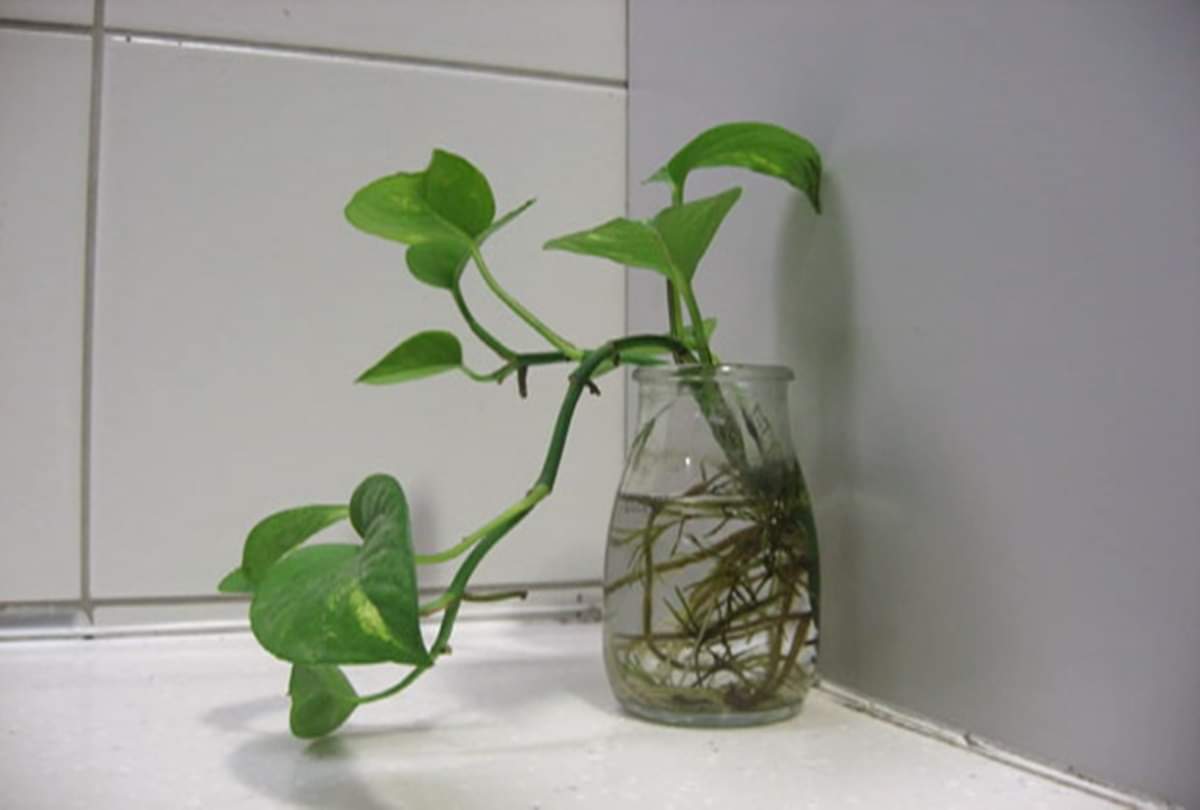 keep crassula plant in home for attract to money