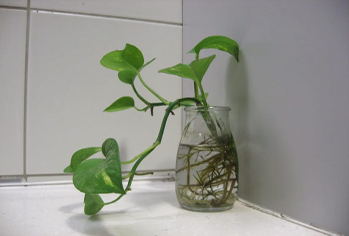 Vastu Tips Tor Money Know stealing money plant and planting is auspicious or inauspicious in Hindi